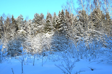 Christmas trees in winter forest