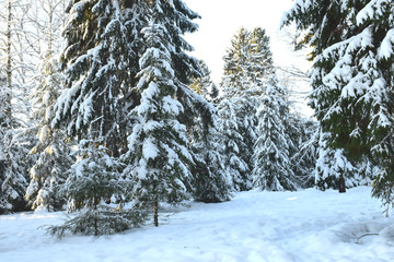 Christmas trees in winter forest