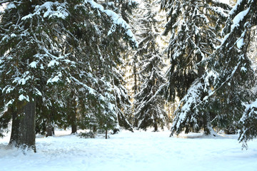 Christmas trees in winter forest