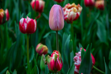 tulips in the garden