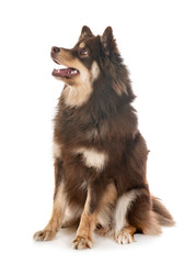 Finnish Lapphund in studio