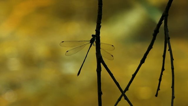 The felt, a wetland in W&radic;&part;rgl, Tyrol. A dragonfly sits with outstretched wings on a branch