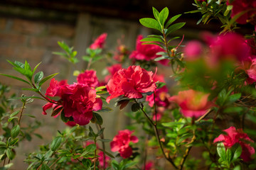 red flowers in the garden