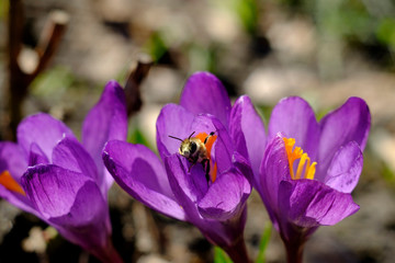 Fototapeta premium bee on a flower