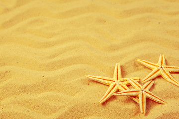 Fototapeta na wymiar Seashells on sand. Sea summer vacation background