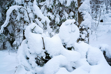 Snowdrift in the shape of a lion . Winter landscape .