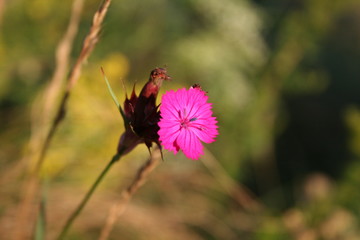 Flower in the mountains