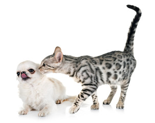 bengal kitten and chihuahua