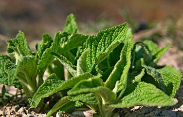 Green leaves in spring