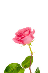 red rose with green leaves isolated on white background