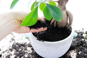 Woman's hands transplanting plant