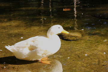 Ducks and Geese at the Agios Nikolaos Park Naousa Greece
