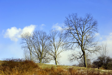 Obraz na płótnie Canvas Trees on Hill in Winter