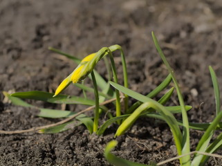 Flowerbed with yellow small narcissus daffodils in spring.