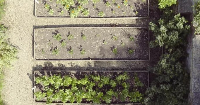 Aerial view of unrecognizable elderly lady picking fresh vegetables from a large vegetable patch