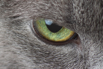 eyes of gray cat macro photography