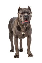 Cane Corso dog on white background