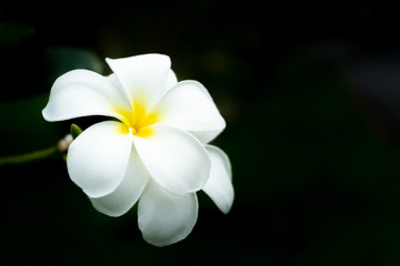 Obraz na płótnie Canvas Plumeria flower.