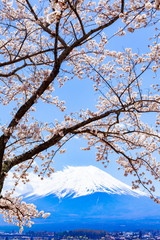 富士山と桜、山梨県河口湖にて
