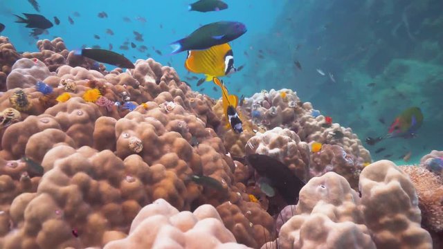 Two beautiful yellow Butterflyfish swimming over the colourful reef.