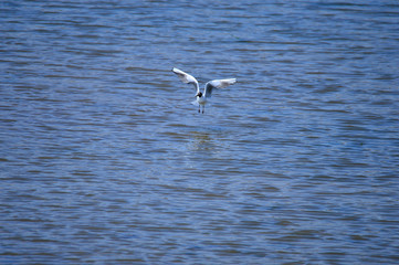 Seagulls fly in free