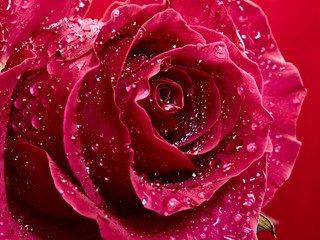 Macro image of dark red rose with water droplets. .