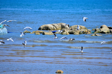 Seagulls fly in free