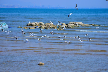 Seagulls fly in free