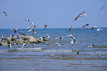 Seagulls fly in free