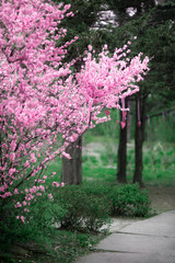 Cherry Blossoms. Beautiful spring garden. Trees and grass