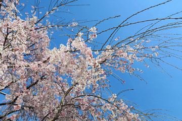 しだれ桜と青空