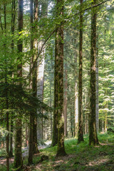 Forest near the fir road, route des sapins in France.
