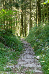 Fototapeta na wymiar Roman road in the forest near the fir road, route des sapins in France.