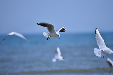 Seagulls fly in free