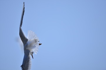 Seagulls fly in free