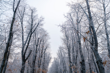 trees covered by ice