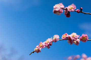満開の梅の花