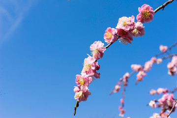 満開の梅の花