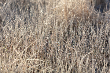 Fototapeta premium Dry grass in the morning at sunrise