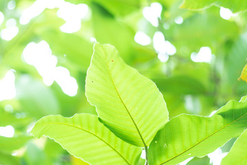 Fototapeta premium Leave background