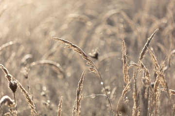 Fototapeta premium Sucha trawa rano o wschodzie słońca