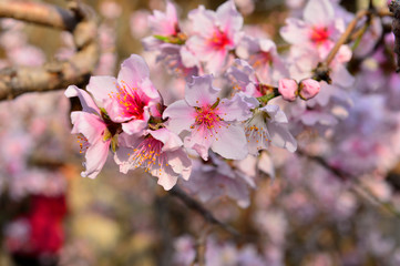 In full bloom in the peach blossom
