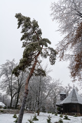 trees covered by ice
