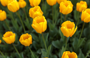 Obraz premium Yellow tulips in the park as background