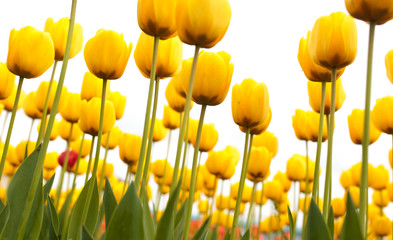 Yellow tulips in the park as background