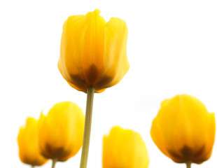 Yellow tulips in the park as background