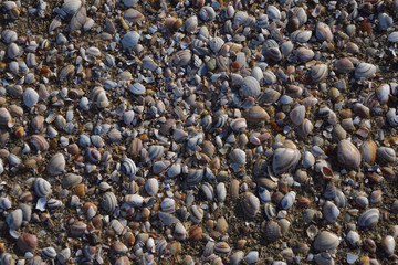Muszle w zbliżeniu na morskiej plaży. © W Korczewski