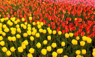 Multicolored tulips in the park as a background