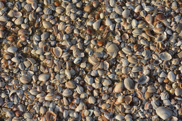 Muszle w zbliżeniu na morskiej plaży. © W Korczewski