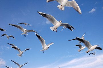 seagulls flying in the sky